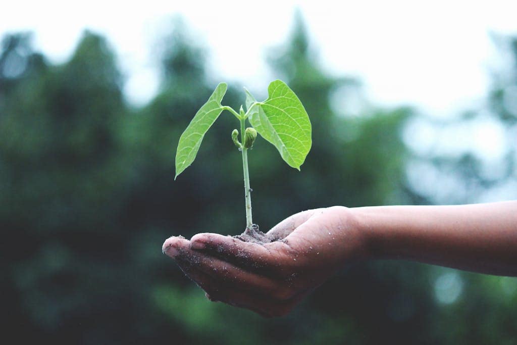 Small plant growing over time symbolizing slow progress and patience.